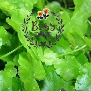 Extracto de Centella Asiática  4 oz